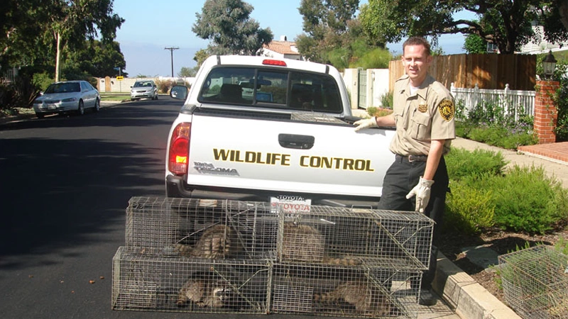 Wildlife Animal Removal